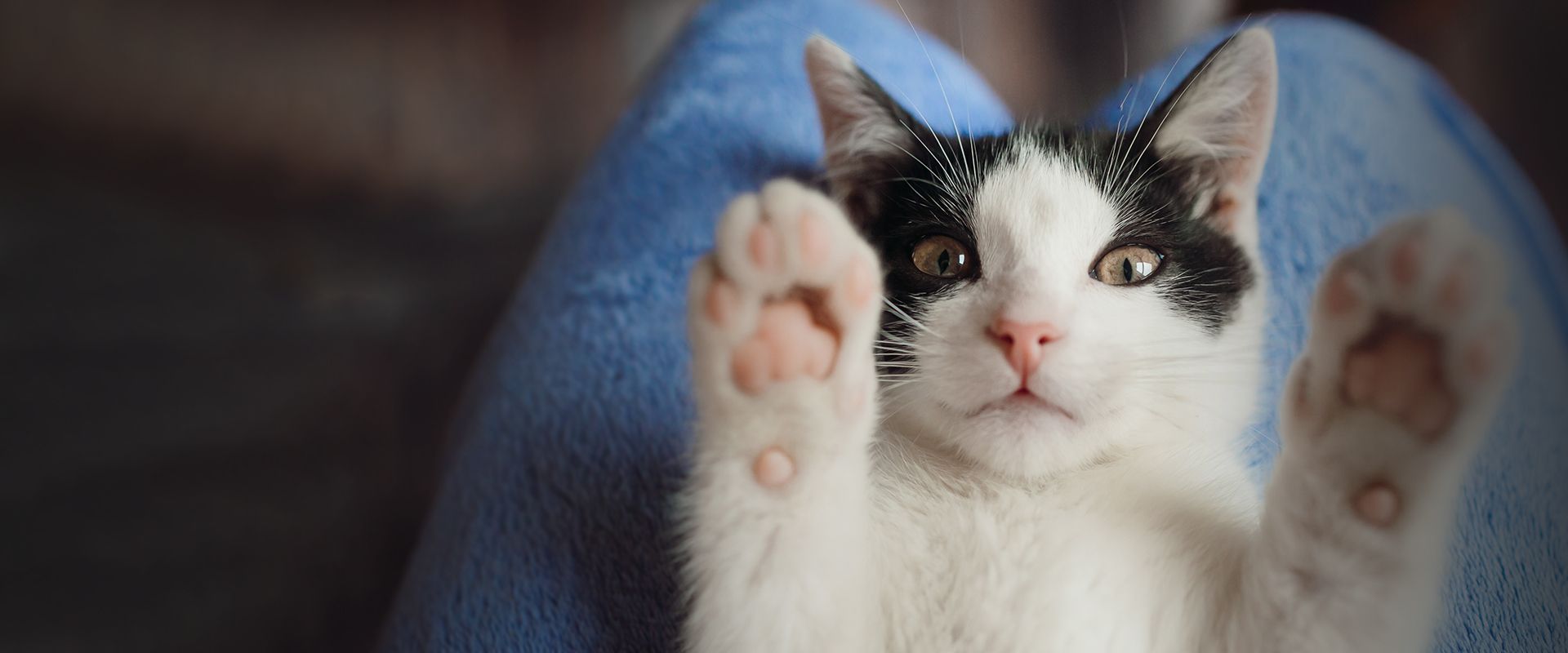 cat on owner's lap