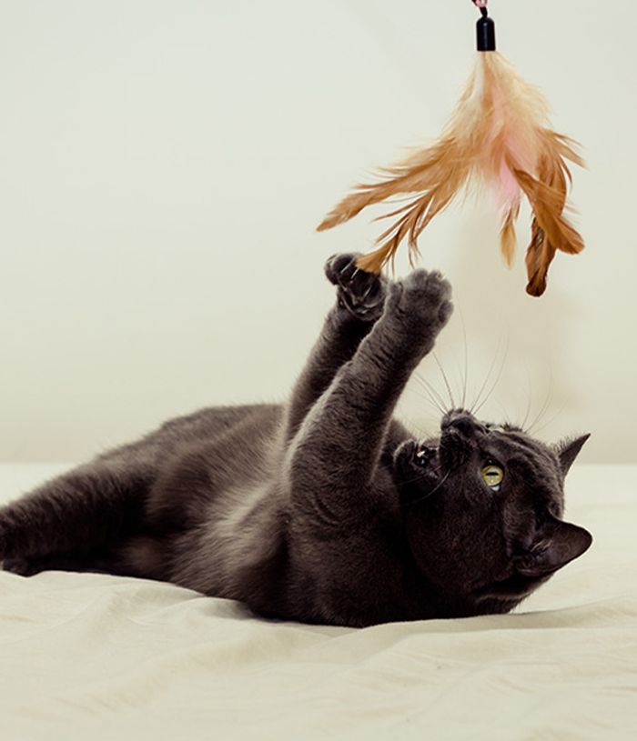cat playing with a toy