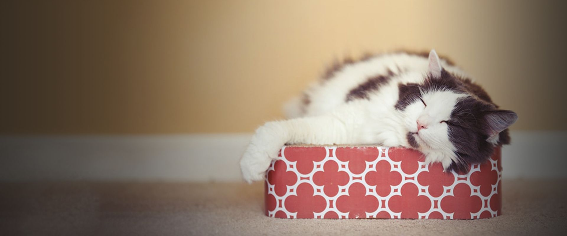 cat sleeping on a box