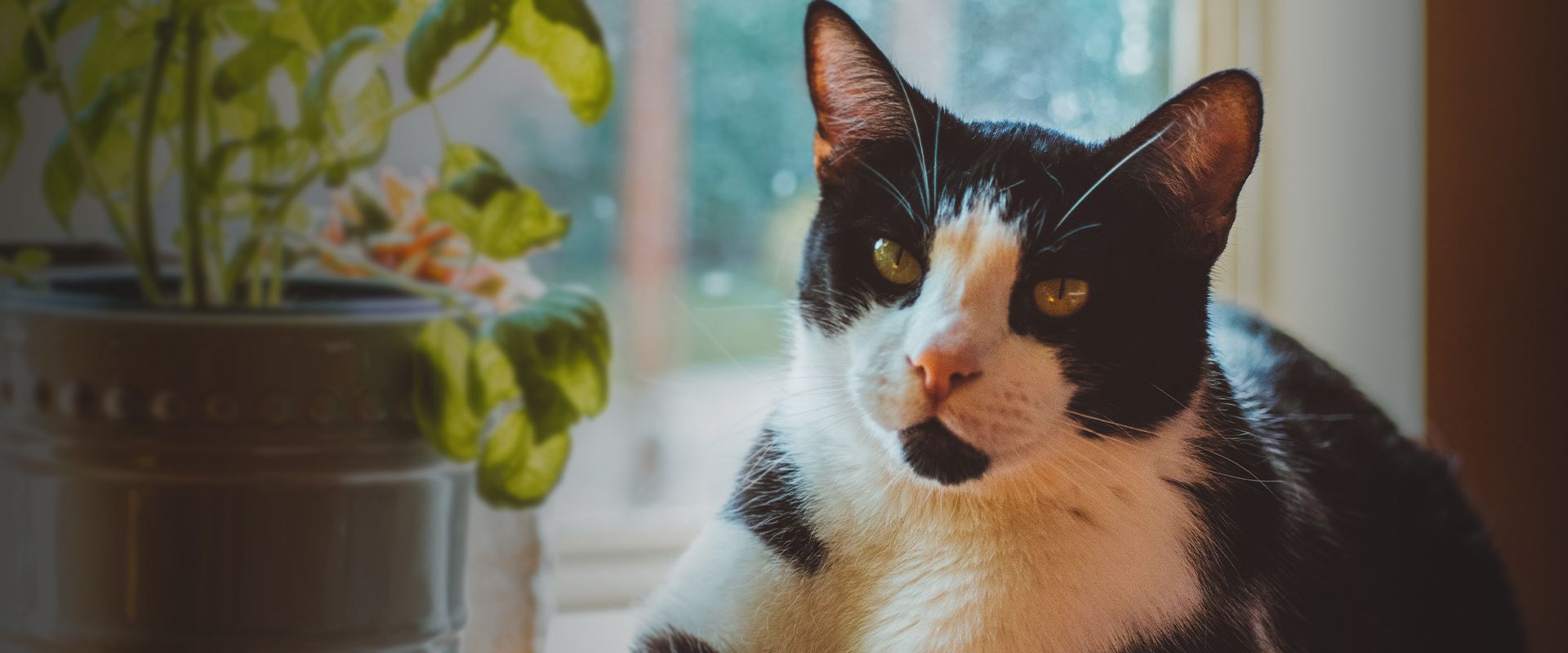 black and white cat lying down on the floor