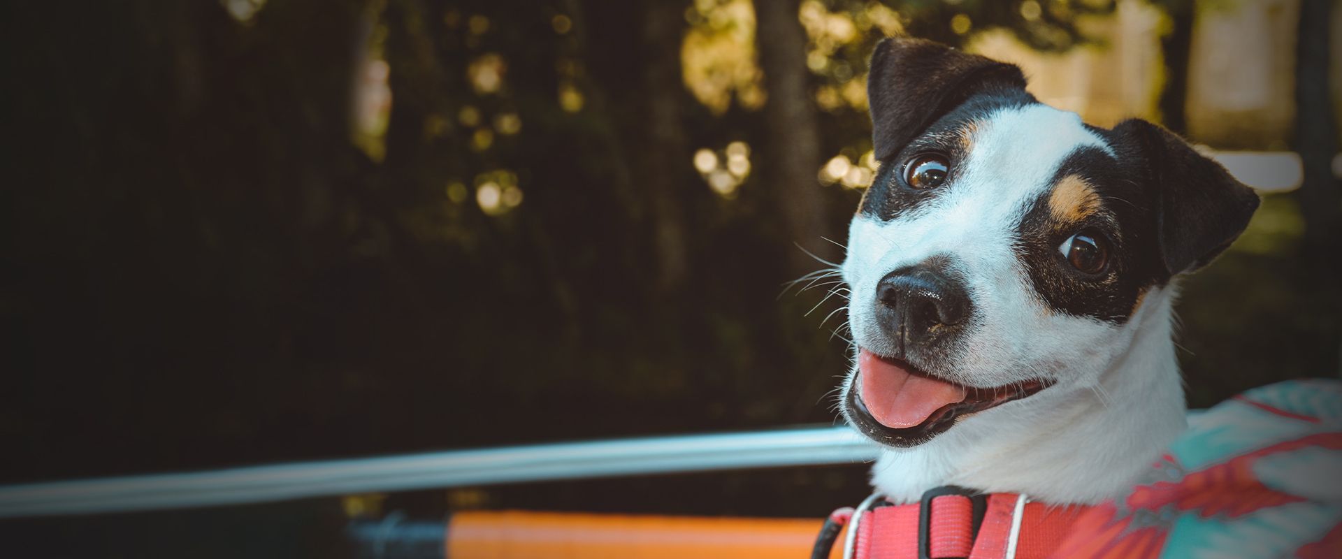 black and white dog looking at the camera