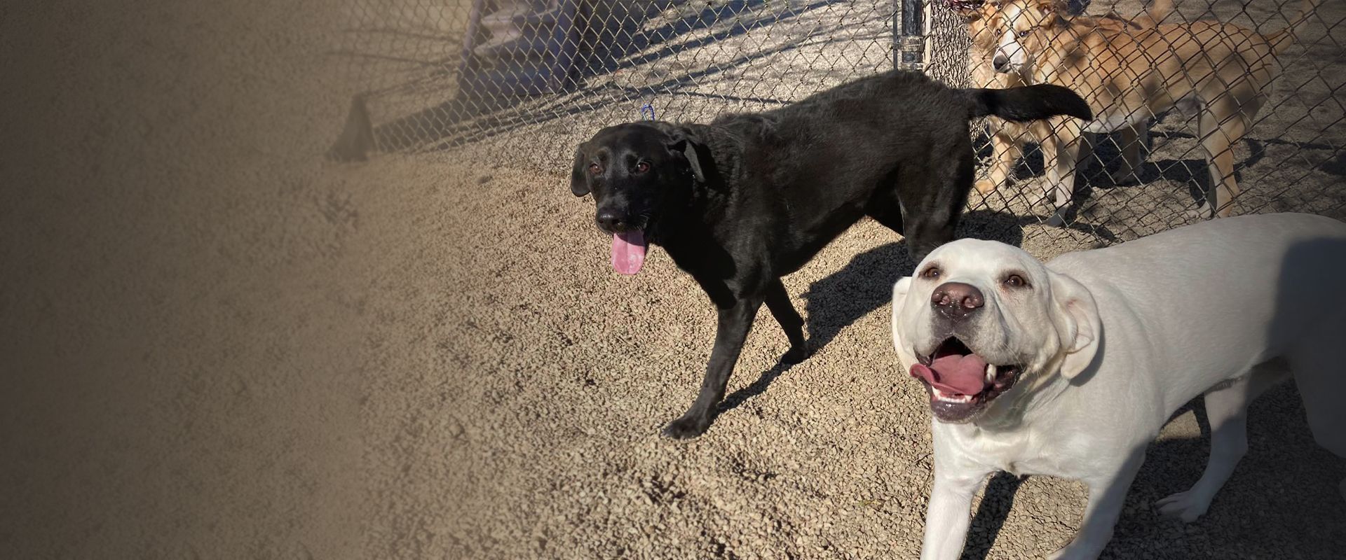happy dogs at best friends bed and biscuit playground