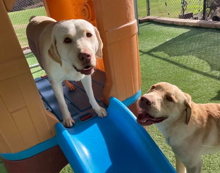 happy dogs playing at best friends bed and biscuit