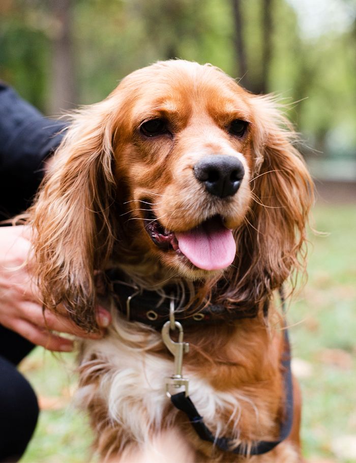 cocker spaniel dog in the park with his owner