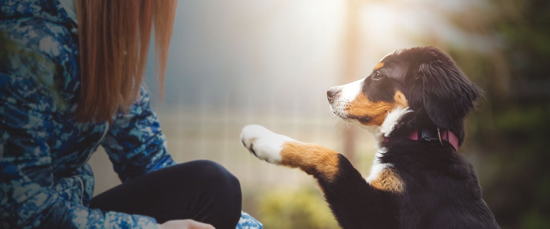 puppy giving his paw to his owner