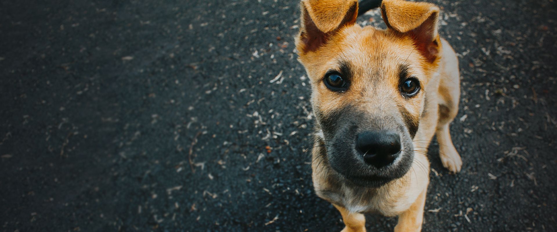 little dog lookjing at the camera