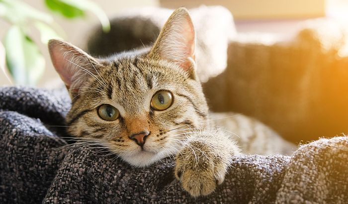 striped cat in a basket